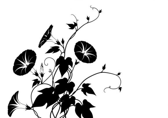 Black Silhouette of Morning Glory Flower Graphics